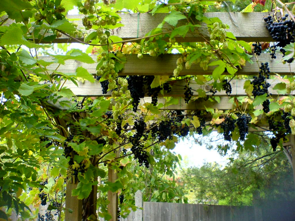 Golden hops (Humulus 'Aurea') mix sympathetically with Wisteria and the vine 'Brandt' over this bespoke pergola set in front of a formal lawn and random laid patio